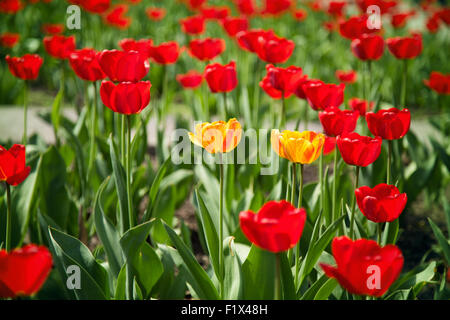 flowerbed of red and yellow tulips isolated on a white background. Stock Photo