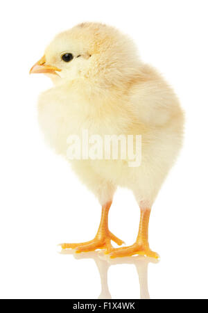 little chicken isolated on a white background. Stock Photo
