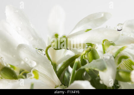 snowdrop bouquet isolated on a white background. Stock Photo