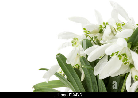 beautiful snowdrops isolated on a white background. Stock Photo