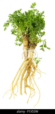 parsley with root isolated on the white background. Stock Photo