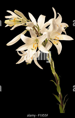 white lily on the black background. Stock Photo