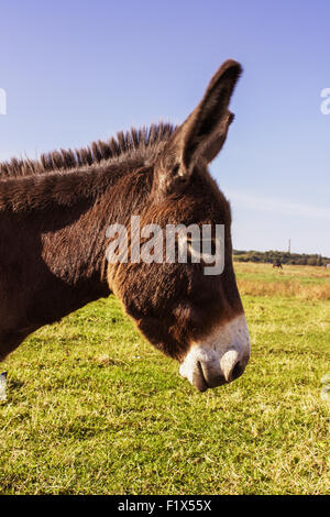 donkey in the field on the sky background. Stock Photo