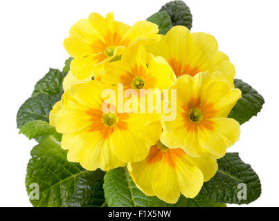 yellow primrose isolated on white background. Stock Photo