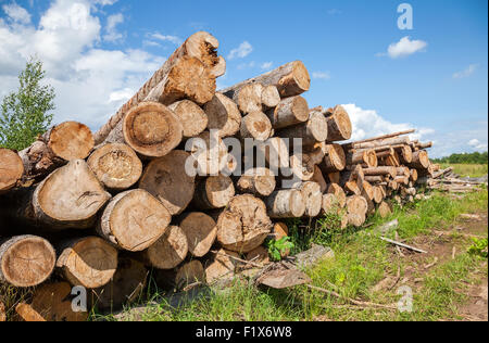 Stack of cut timber logs in summer sunny day Stock Photo
