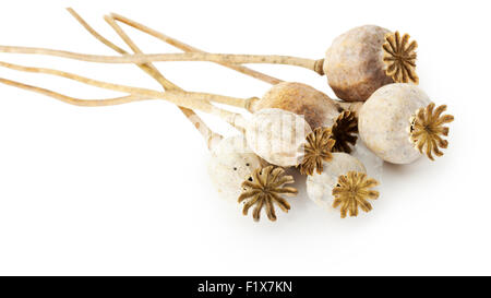 poppy heads isolated on the white background. Stock Photo