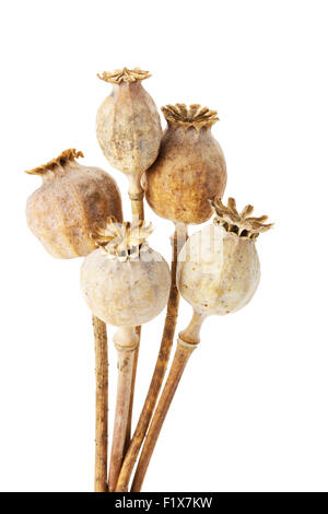 poppy heads isolated on the white background. Stock Photo