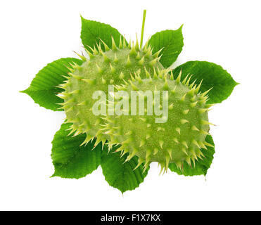 green chestnuts with leaves isolated on the white background. Stock Photo