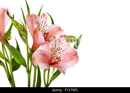 pink lilies isolated on the white background. Stock Photo