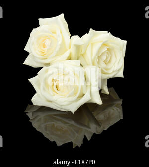 Three white bud roses on the black background. Stock Photo