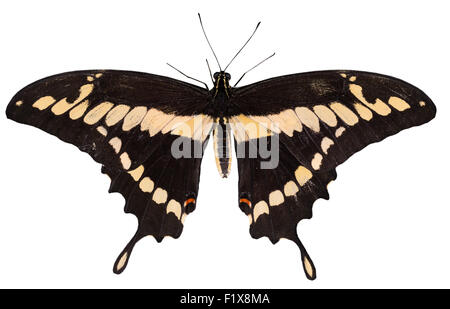 black with yellow butterfly isolated on the white background. Stock Photo