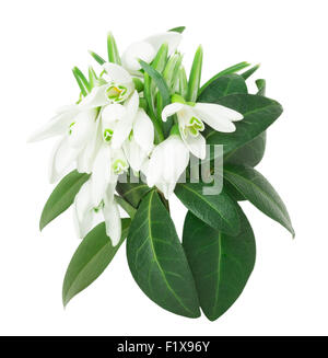 snowdrops on white background. Stock Photo