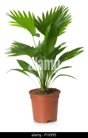 Livistona Rotundifolia palm tree in flowerpot isolated on white Stock Photo