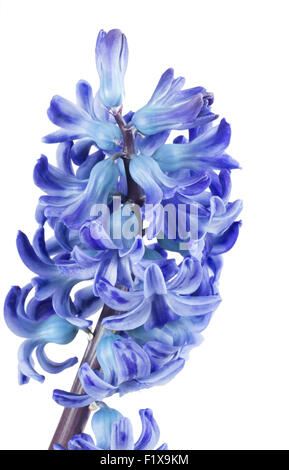 blue hyacinth on the white background. Stock Photo