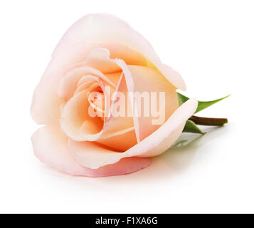 Light pink Rose isolated on white background Stock Photo - Alamy