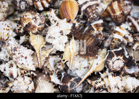 Close-up of seashells on seashore. Stock Photo
