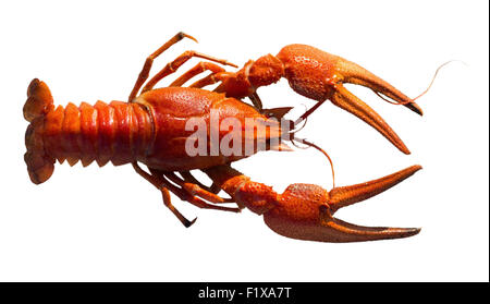 red lobster isolated on the white background. Stock Photo