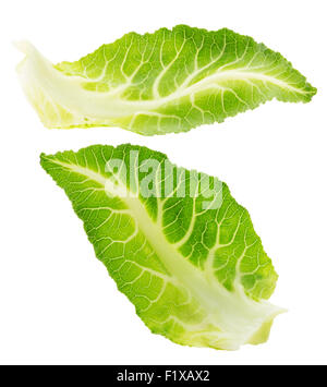 cabbage leaves isolated on the white background. Stock Photo