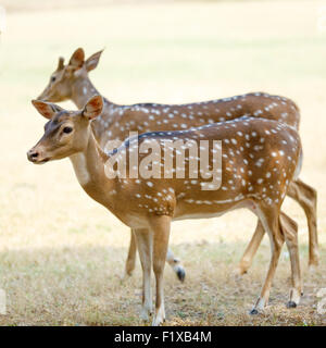 Cute Deer in the Park, Indonesia Stock Photo