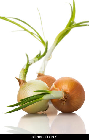 onion sprouts on white background. Stock Photo