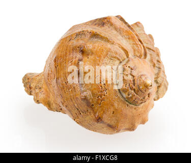 Seashell isolated on white background. Stock Photo