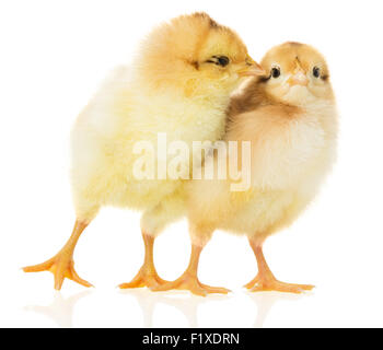 Two chicks on white background. Stock Photo
