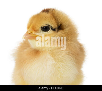 little chick on white background. Stock Photo