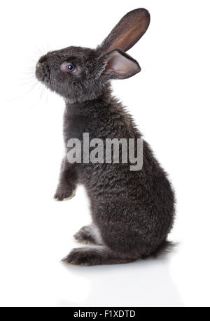 Gray rabbit on a white background Stock Photo