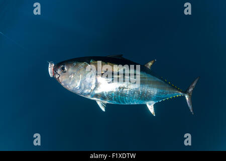 Atlantic blue fin tuna (Thunnus thynnus) sport fishing (France). Under water view. Stock Photo