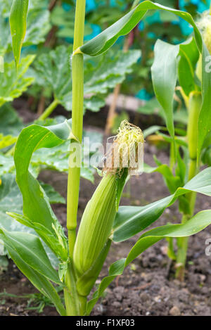 Sweetcorn Northern Extra Sweet growing on an allotment. Sheffield, South Yorkshire, England, UK. Stock Photo