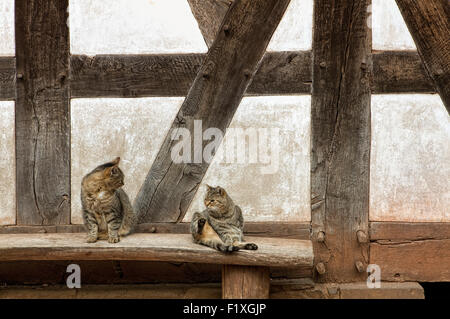 Two cats in front of an old house front, half-timbered wall, 17th century, Germany, Zwei Katzen vor einer alten Hausfassade, Fac Stock Photo