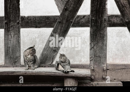 Two cats in front of an old house front, half-timbered wall, 17th century, Germany,