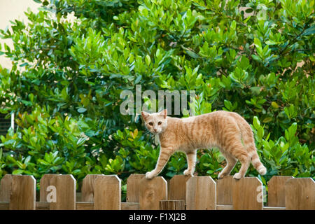Side view of cat walking on wooden fence and looking over shoulder. Stock Photo