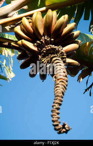 Banana cluster hanging from a plant. Stock Photo