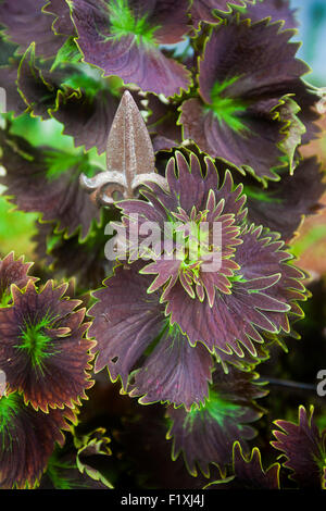 Macro Photograph of a deep purple Coleus plant with bright green tips on the leaves Stock Photo