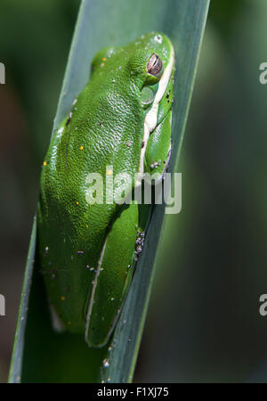 Macro photograph of a American Green Tree Frog sitting on a palm stalk Stock Photo