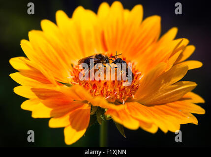 Close-Up photograph of a bright yellow angelita daisy with two bee's in the center of the bloom Stock Photo