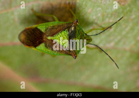 Green hawthorn shield bug (Acanthosoma haemorrhoidale) on a leaf. Stock Photo