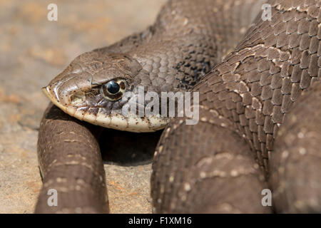 Defensive eastern hognose snake - Heterodon platyrhinos Stock Photo