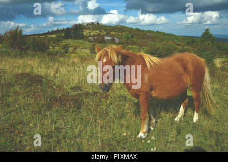 Wild ponies graze at Grayson Highlands State Park in Virginia. Grayson Highlands is part of Jefferson National Forest. Stock Photo