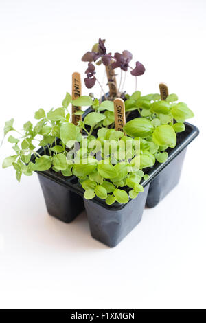 Ocimum basilicum. Basil seedlings ready for pricking out. Stock Photo