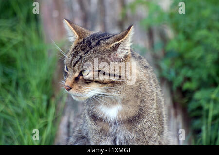 SCOTTISH WILD CAT, Felix Sylvestris, Stock Photo