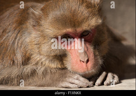 Shimla, Himachal Pradesh, India. Portrait of a red-faced rhesus macaque monkey looking at the camera. Stock Photo