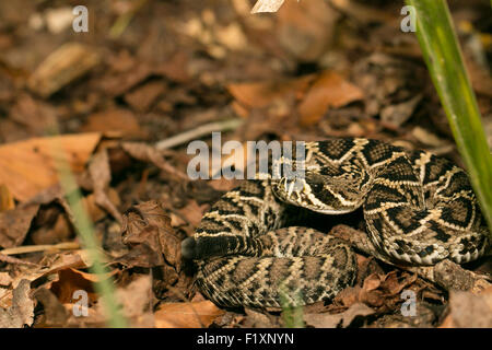 Young eastern diamondback rattlesnake - Crotalus adamanteus Stock Photo