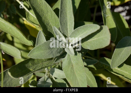 Common Sage plant in garden (Salvia officinalis) - USA Stock Photo