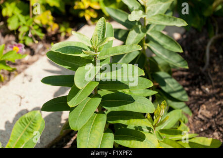 Common Milkweed (Asclepias syriaca) - USA Stock Photo