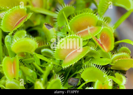 Venus flytrap plant (Dionaea muscipula) - USA Stock Photo