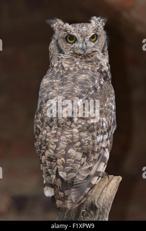 Birds - Spotted Eagle Owl Stock Photo