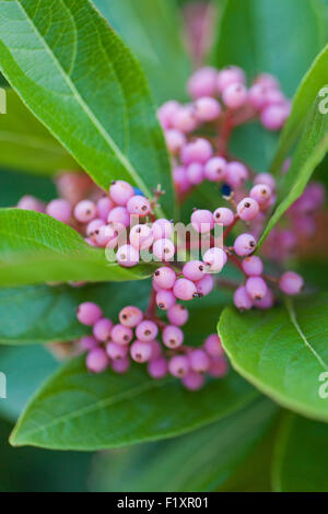 Possumhaw berries (Viburnum nudum) - USA Stock Photo