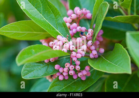 Possumhaw berries (Viburnum nudum) - USA Stock Photo